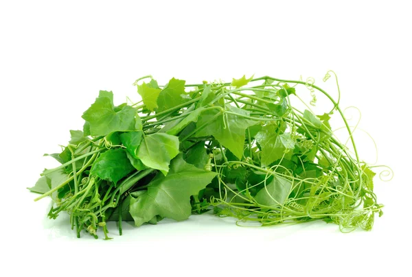 Ivy Gourd on whaite background — Stock Photo, Image