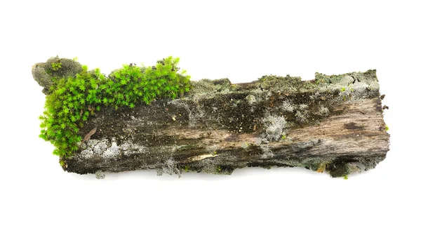 Moss sobre un muñón de madera aislado sobre fondo blanco — Foto de Stock