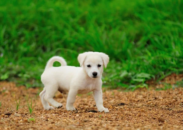 Puppy dog in green meadow grass — Stock Photo, Image