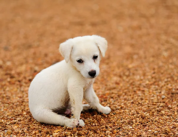 Welpenhund — Stockfoto