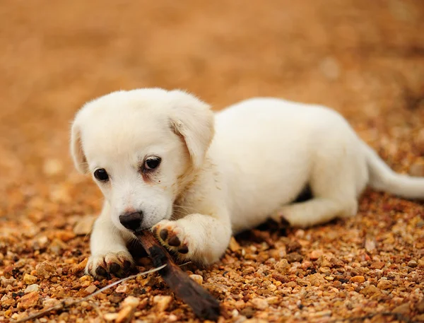 Valp Hund — Stockfoto