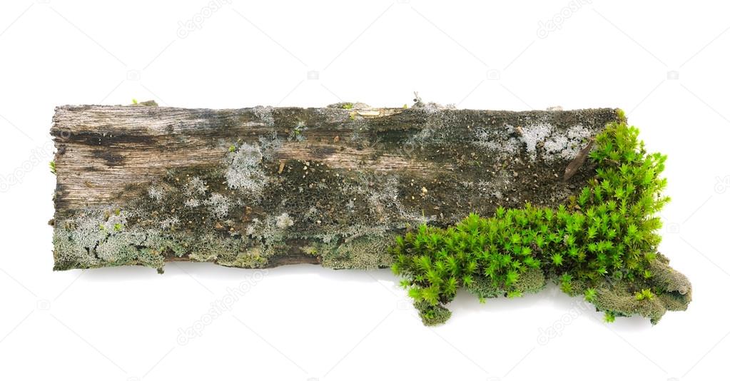 Moss on a wooden stump isolated on white background
