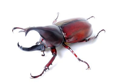 Beetle wing is also known as hard or that Xylotrupes gideon clipart