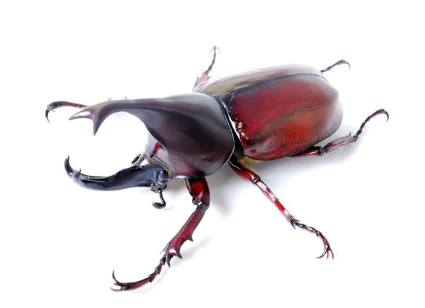 Aile de scarabée est également connu comme dur ou que Xylotrupes gideon — Photo