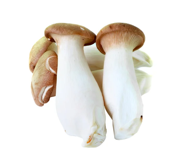 Mushrooms on white mbackground — Stock Photo, Image