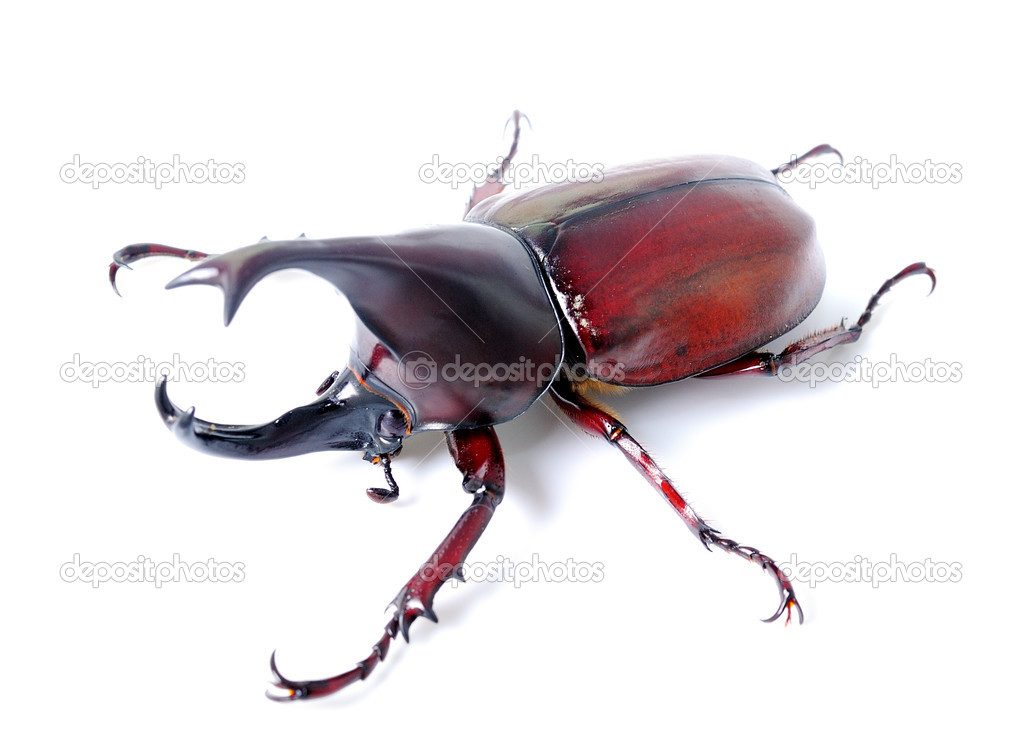 Beetle wing is also known as hard or that Xylotrupes gideon