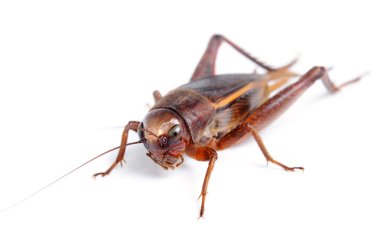 izole beyaz zemin üzerine siyah kriket