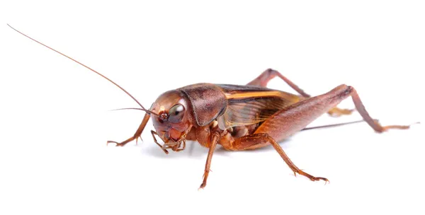 Zwarte cricket geïsoleerd op witte achtergrond — Stockfoto