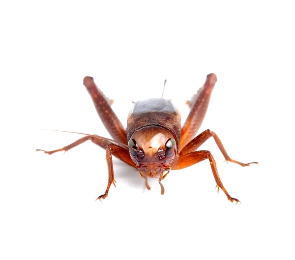 Black cricket isolated on white background — Zdjęcie stockowe