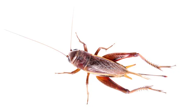 Zwarte cricket geïsoleerd op witte achtergrond — Stockfoto