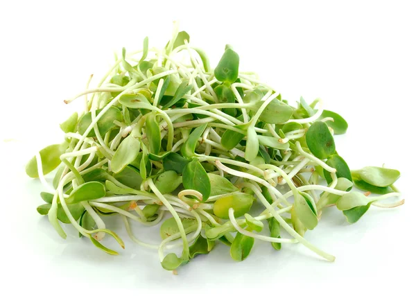 Green young sunflower sprouts isolated on white background — Stock Photo, Image