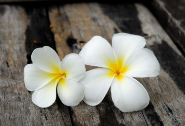 tropik çiçekler frangipani Wood