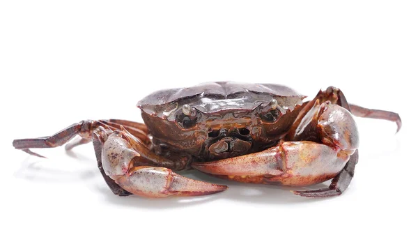 Crabe isolé sur fond blanc — Photo