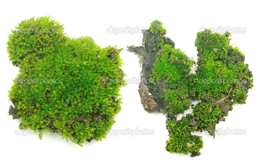 Green moss on white background