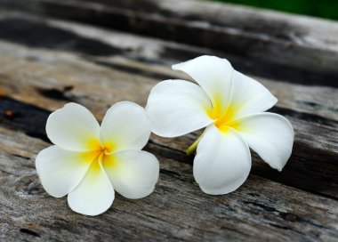 tropik çiçekler frangipani Wood