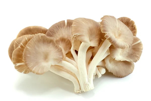 Mushrooms on white background — Stock Photo, Image