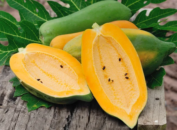Żółty papai w ogrodzie — Zdjęcie stockowe
