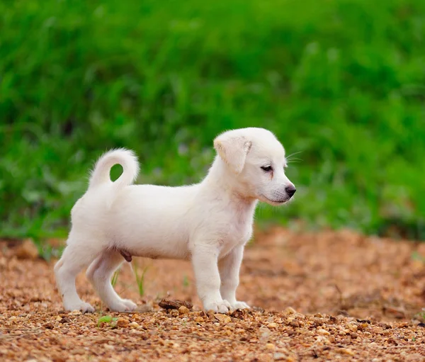 Puppy dog in green meadow grass — Stock Photo, Image