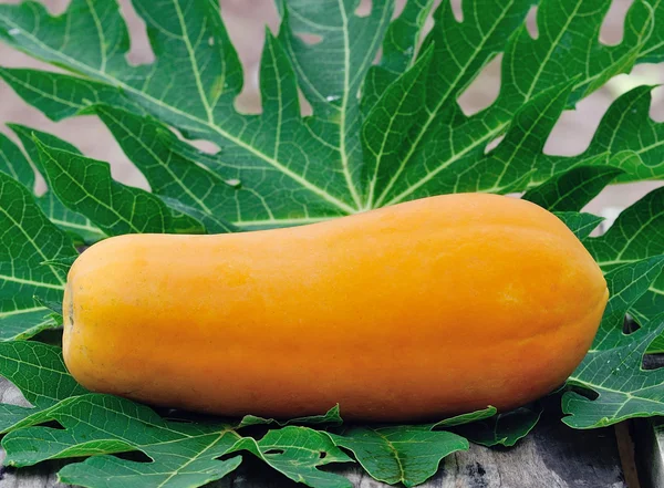 Yellow papaya in the garden — Stock Photo, Image