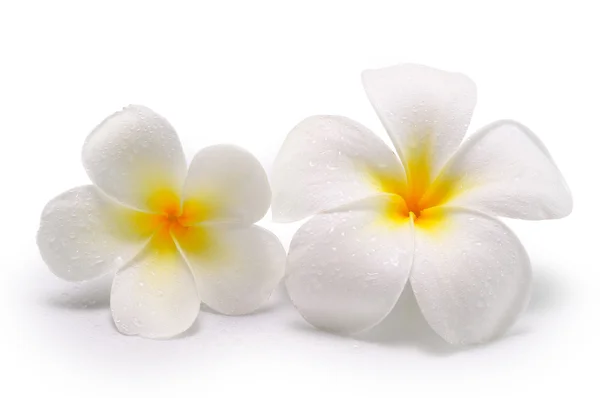 Fleurs tropicales frangipani (plumeria) isolées sur fond blanc — Photo