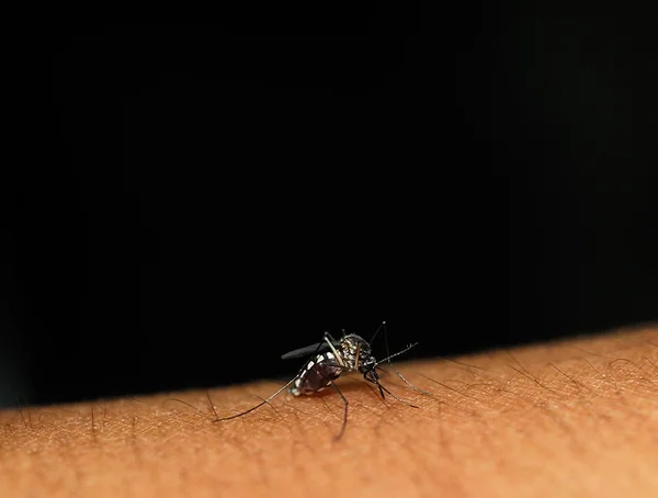 Mosquito se sienta en la piel chupa sangre — Foto de Stock