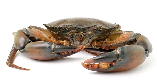 Cangrejo de mar aislado sobre fondo blanco — Foto de Stock