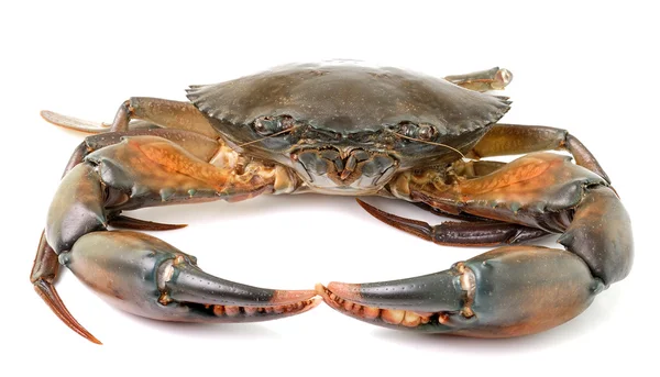 Cangrejo de mar aislado sobre fondo blanco — Foto de Stock