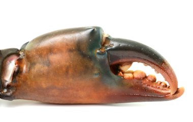 Beyaz arka plan üzerinde izole Yengeç pençesi