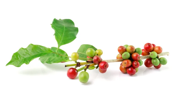 Chicchi di caffè isolati su sfondo bianco — Foto Stock