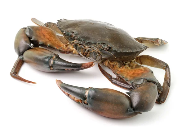 Sea crab isolated on white background — Stock Photo, Image