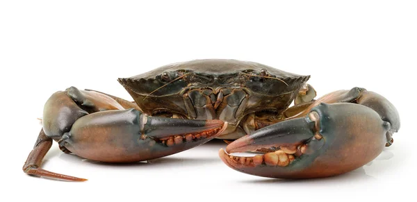 Cangrejo de mar aislado sobre fondo blanco — Foto de Stock