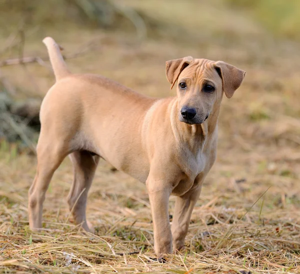 Ταϊλάνδης ridgeback σκυλί — Φωτογραφία Αρχείου