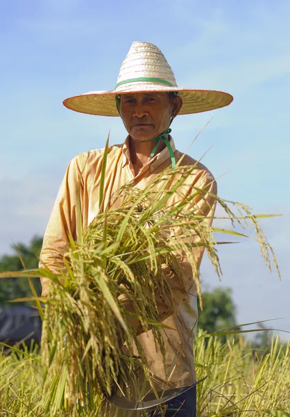 Bauer auf dem Feld, es ist Erntezeit — Stockfoto