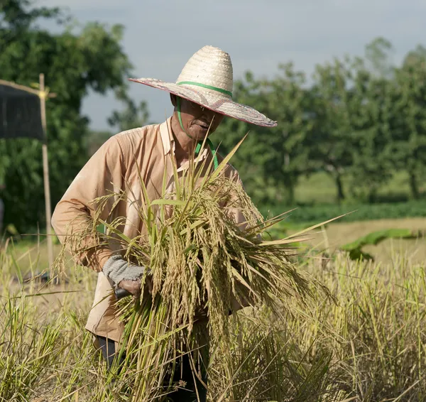 Farmář v poli, je to čas sklizně — Stock fotografie