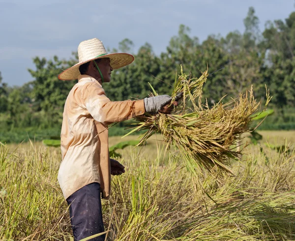 Granjero en el campo, es hora de la cosecha —  Fotos de Stock