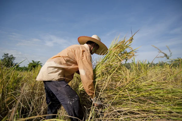 Granjero en el campo, es hora de la cosecha —  Fotos de Stock