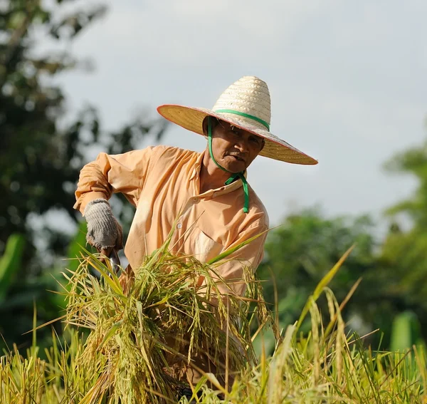 Agricultor no campo, é hora da colheita — Fotografia de Stock