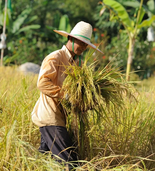 Agricoltore in campo, è l'ora del raccolto — Foto Stock