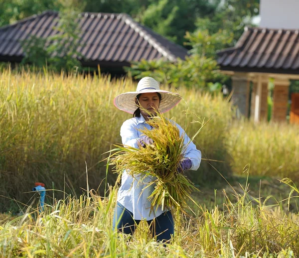 Farmer in field, it's harvest time — Stock Photo, Image