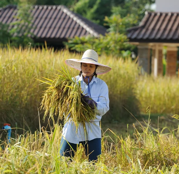 Agricoltore in campo, è l'ora del raccolto — Foto Stock