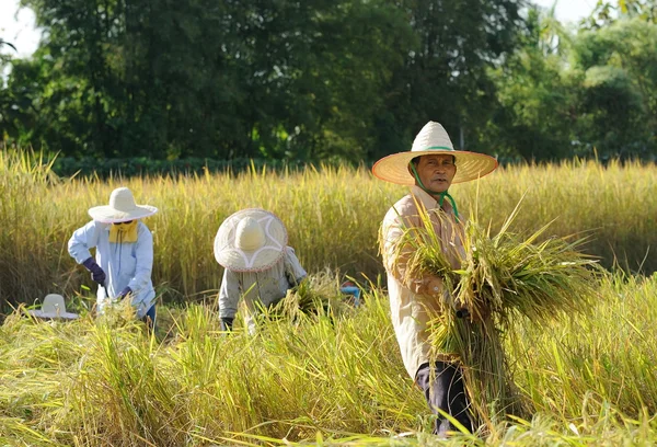 Boer in veld, het is oogsttijd — Stockfoto