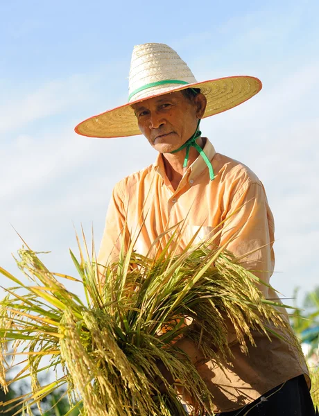 Agricultor no campo, é hora da colheita — Fotografia de Stock