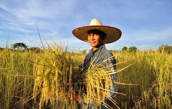 Agricultores que cosechan arroz en el campo de arroz en Tailandia —  Fotos de Stock