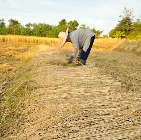 Agricultores que colhem arroz no campo de arroz na Tailândia — Fotografia de Stock