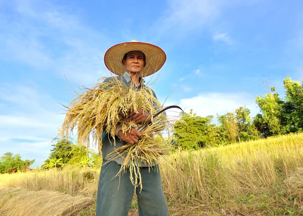 Jordbrukare skörd ris i risfält i thailand — Stockfoto