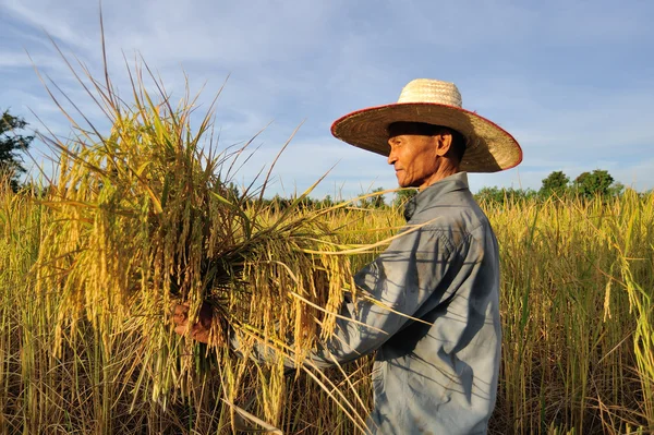 Boeren oogsten rijst in rijst veld in thailand — Stockfoto