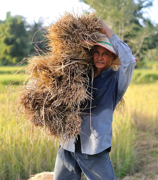 Agricultores que cosechan arroz en el campo de arroz en Tailandia —  Fotos de Stock