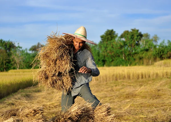 Agricultores que cosechan arroz en el campo de arroz en Tailandia —  Fotos de Stock