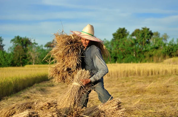 Agricultores que cosechan arroz en el campo de arroz en Tailandia — Foto de Stock