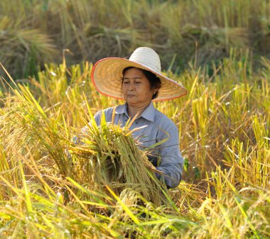 çiftçilerin pirinç alan Tayland pirinç hasat